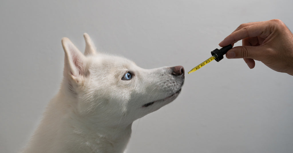 7 Lies About Hemp Oil & Dogs – A Must Read Guide