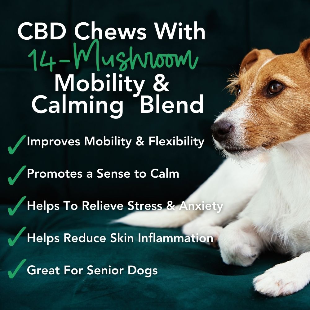 Buy 2 & SAVE - CBD Mushroom Chews For Dogs - Mobility, Calming, Allergy & Immune Support – 14 Mushroom Blend with Turkey Tail, Lion’s Main, Shiitake & Green Lipped Mussels - 60ct / 600MG CBD