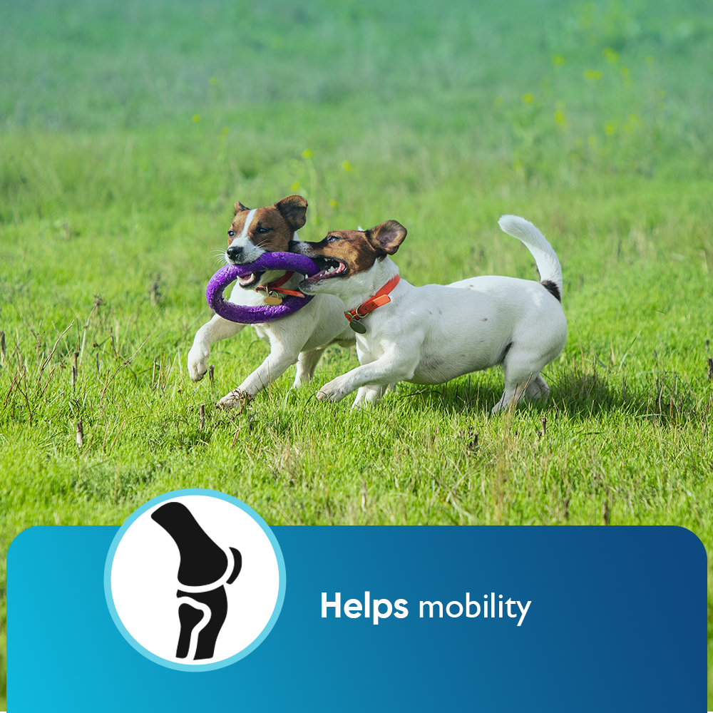 BUY 3 AND SAVE Cannanine Bacon Flavor Soft Chews With Hemp For Dogs - 300 mg. 60 ct.